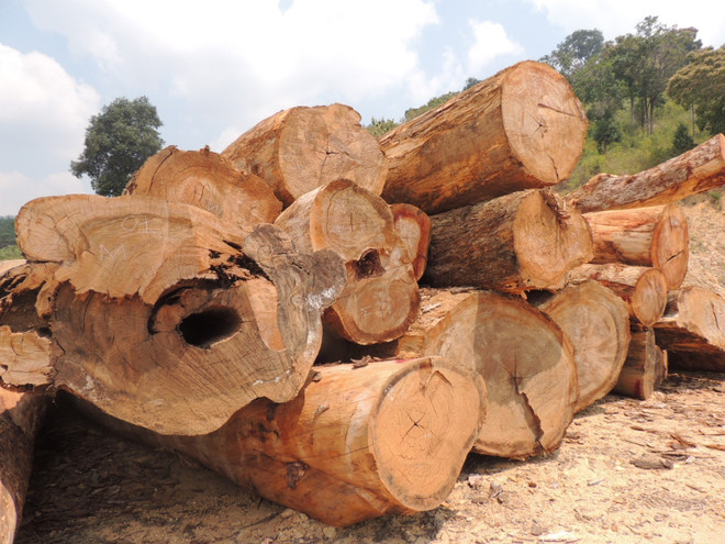 Gỗ tang vật vụ án và gỗ không rõ nguồn gốc được vận chuyển và tập kết tại bãi. (Ảnh: Cao Nguyên/TTXVN) Kon Tum điều tra, xác minh vụ vận chuyển gỗ không rõ nguồn gốc ảnh 1