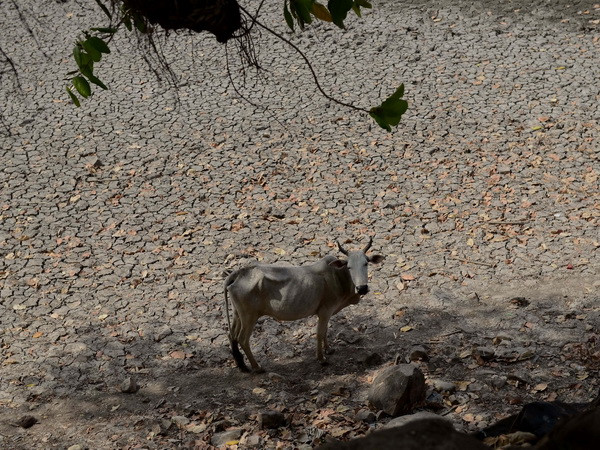 Ấn Độ "đau đầu" tìm biện pháp đối phó với hạn hán kéo dài ảnh 1