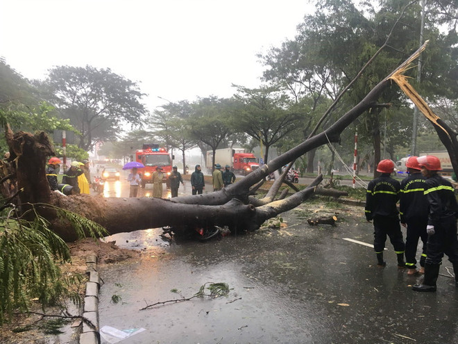 TP. HCM: Giao thông tê liệt vì ngập nặng, một người bị cây đè tử vong ảnh 1