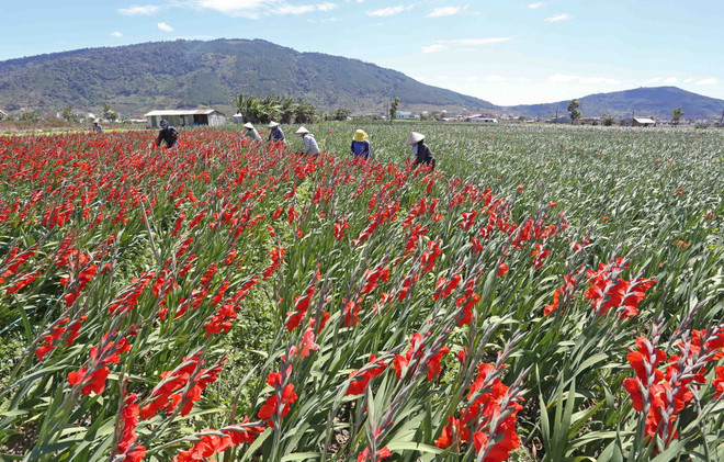 Giá hoa tại Đà Lạt ở mức khá cao, Huế rẻ chưa từng có ảnh 1