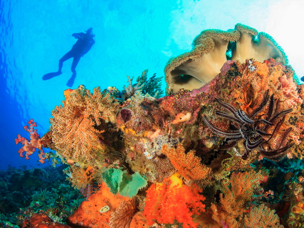 Phát hiện 15 khu vực "điểm sáng" về dải san hô ngầm trên thế giới ảnh 1