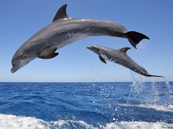 Mỹ xây dựng khu bảo tồn ven biển dành riêng cho cá heo ảnh 1