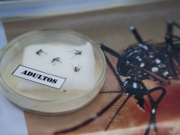 Phát hiện ca lây nhiễm virus Zika đầu tiên qua đường tình dục ảnh 1