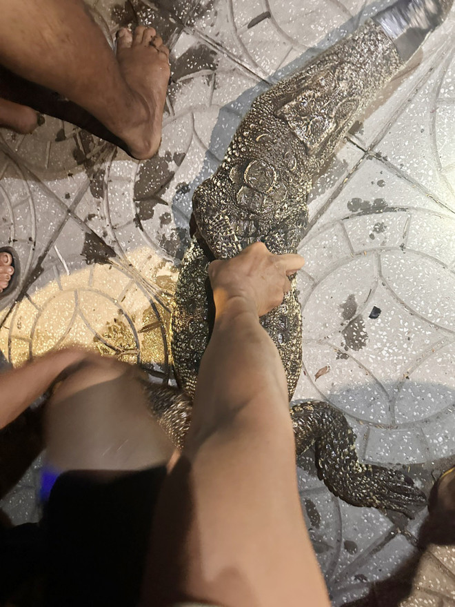 Bạc Liêu: Đã bắt được cá sấu xuất hiện trên sông ở Phước Long ảnh 2