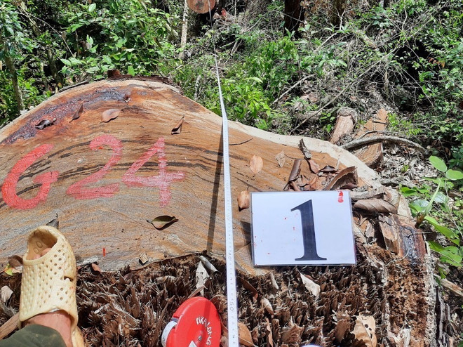 Hà Giang: Bắt giữ 110 khúc gỗ nghiến dạng thớt vận chuyển trái phép ảnh 1