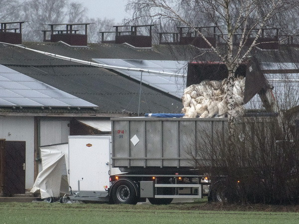 Dịch cúm gia cầm tác động tiêu cực đến châu Âu trong tương lai ảnh 1