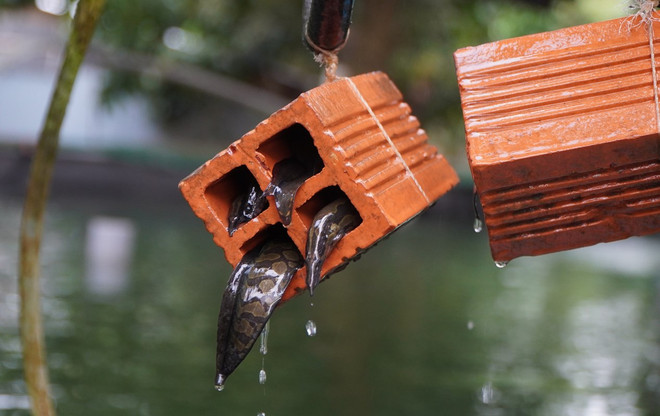 dong thap_nuoi ca 4.jpg