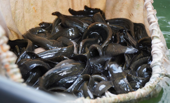 dong thap_nuoi ca 3.jpg