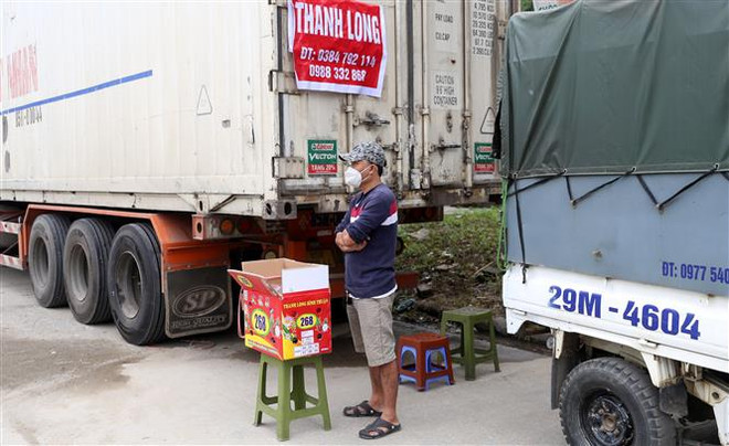 Đa dạng hóa sản phẩm chế biến từ thanh long, giải tỏa sức ép tiêu thụ ảnh 1