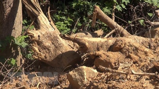 Quảng Ngãi báo cáo Phó Thủ tướng vụ phá rừng ở thị xã Đức Phổ ảnh 1