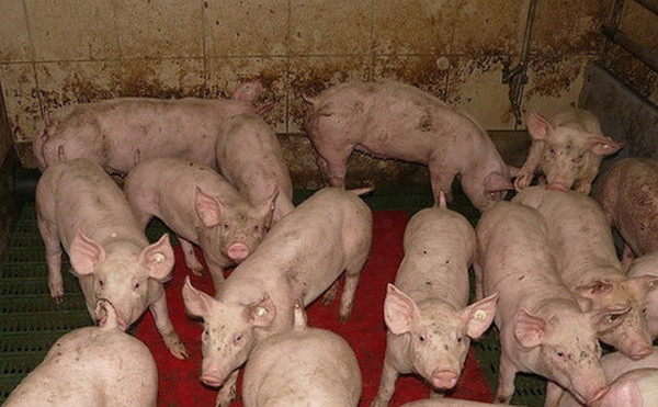 Trung Quốc sa thải 8 quan chức do vụ bê bối thịt lợn bẩn ảnh 1