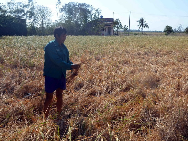[Video] Tăng cường kế hoạch ứng phó với hạn hán và xâm nhập mặn ảnh 1
