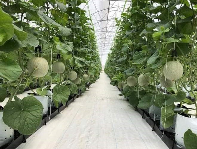 Phát triển nông nghiệp thông minh: Nhà nông đi đầu đầu tư công nghệ ảnh 1