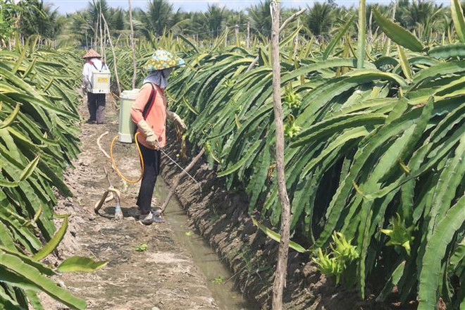Chăm sóc cây thanh long tại xã Tân Bình Thạnh, huyện Chợ Gạo, tỉnh Tiền Giang. (Ảnh: Minh Trí/TTXVN) Xuất khẩu thanh long vẫn qua cửa khẩu Hữu Nghị, Tân Thanh ảnh 2