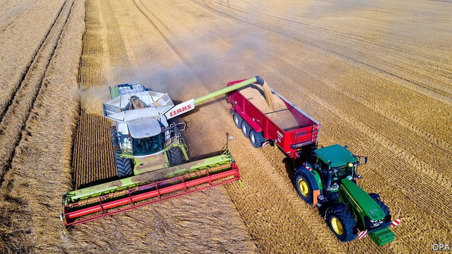 Giá lương thực thế giới giảm tháng thứ 2 liên tiếp ảnh 1