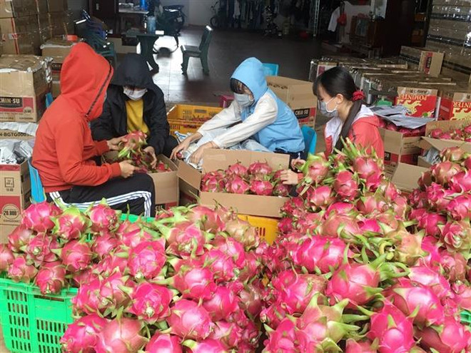 Gia đình chị Trần Thị Thu Thảo ở xã Cư Êbur, thành phố Buôn Ma Thuột thu hoạch thanh long. (Ảnh: Hoài Thu/TTXVN) Xuất khẩu thanh long vẫn qua cửa khẩu Hữu Nghị, Tân Thanh ảnh 1