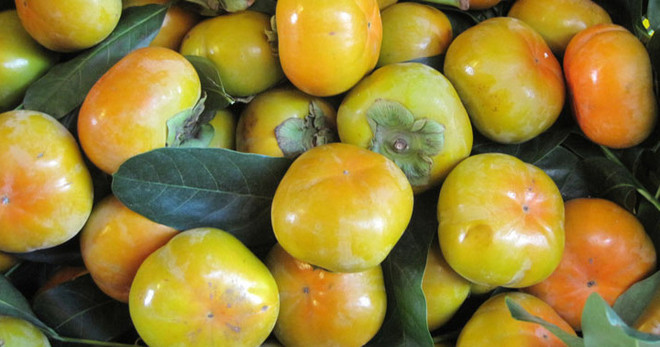 Đặc sản hồng giòn Đà Lạt của tỉnh Lâm Đồng được mùa, trúng giá ảnh 1