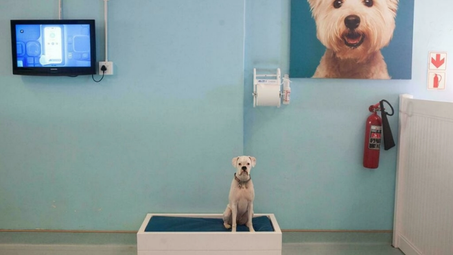 Dịch vụ khách sạn hạng sang dành cho cún cưng tại Nam Phi ảnh 1