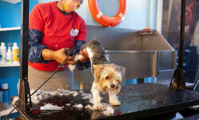 Dịch vụ khách sạn hạng sang dành cho cún cưng tại Nam Phi ảnh 2