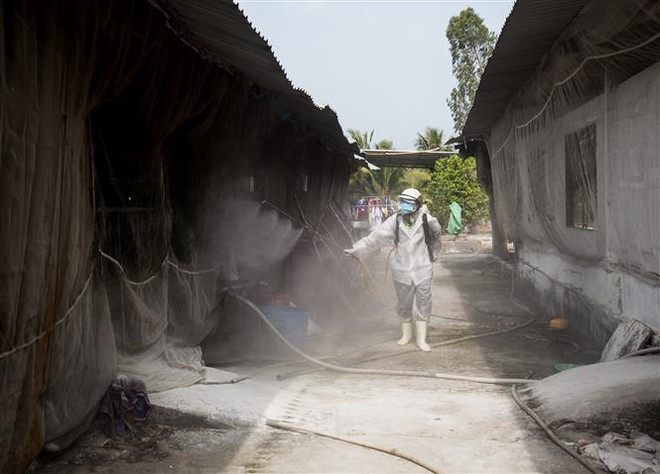 Phun thuốc tiêu độc khử trùng tại một trang trại lợn tại xã Thạnh Đông, huyện Tân Hiệp (Kiên Giang) hồi tháng 1/2021. (Ảnh: Hồng Đạt/TTXVN) Xuất hiện các ổ dịch tả lợn châu Phi ở tỉnh Kiên Giang ảnh 1