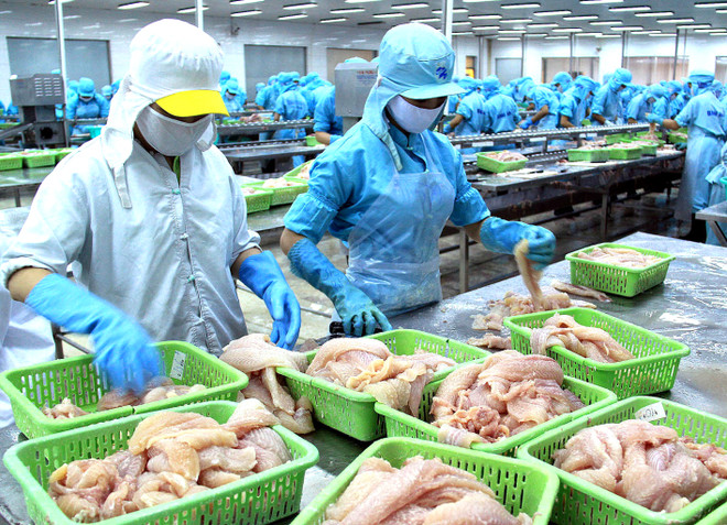 Chế biến cá basa xuất khẩu tại Công ty thủy sản Bình An (Cần Thơ). (Ảnh: Duy Khương/TTXVN) Kim ngạch xuất khẩu thủy sản năm 2014 có thể đạt 7,9 tỷ USD ảnh 1