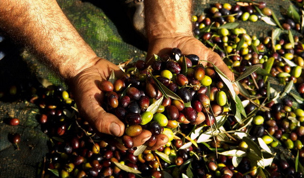 Ngành nông nghiệp Italy thiệt hại 2,5 tỷ euro do thiên tai ảnh 1