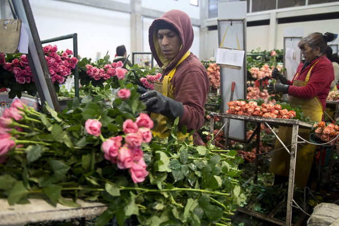 Hoa hồng thi nhau đua sắc trong ngày Lễ tình nhân ở Colombia ảnh 2