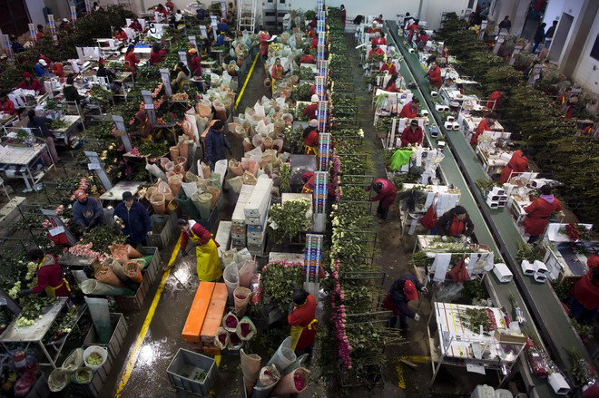 Hoa hồng thi nhau đua sắc trong ngày Lễ tình nhân ở Colombia ảnh 3