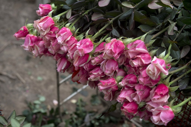 Hoa hồng thi nhau đua sắc trong ngày Lễ tình nhân ở Colombia ảnh 1