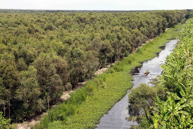 Độ ẩm ở mức cao, rừng tràm U Minh Hạ thoát nguy cơ cháy ảnh 1