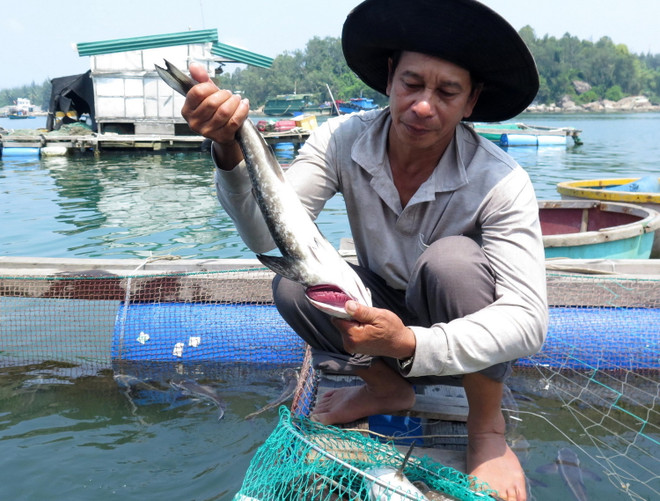 Vụ cá bớp chết ở Bình Sơn: Công bố kết quả xét nghiệm mẫu cá, mẫu nước ảnh 1