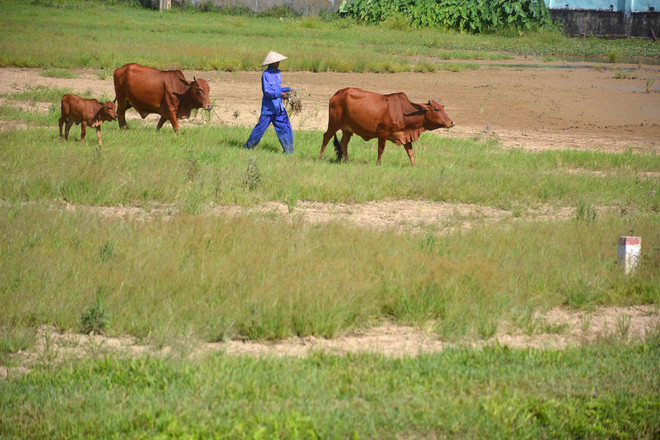 Xu thế phát triển thị trường quyền sử dụng đất nông nghiệp ảnh 2