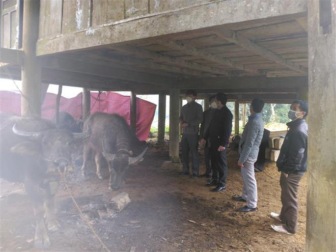 Nhiệt độ xuống thấp, hàng trăm con trâu bò ở Nghệ An chết rét ảnh 1