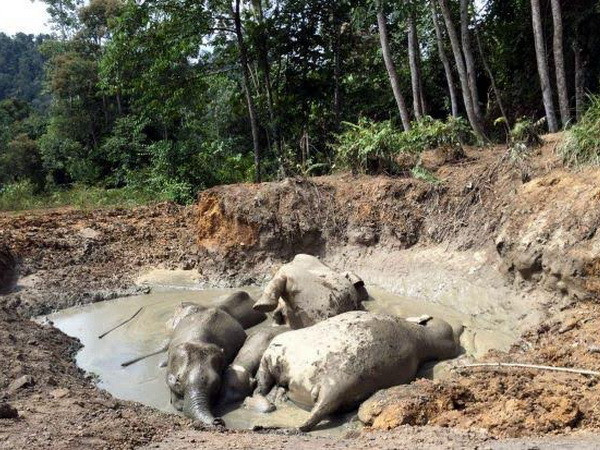 Đàn voi chết thảm vì mắc kẹt trong ao bùn suốt một tuần ảnh 1