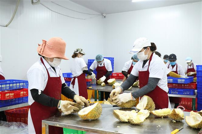 Cấp chứng nhận nhãn hiệu tập thể cho trái sầu riêng tươi Krông Pắc ảnh 2