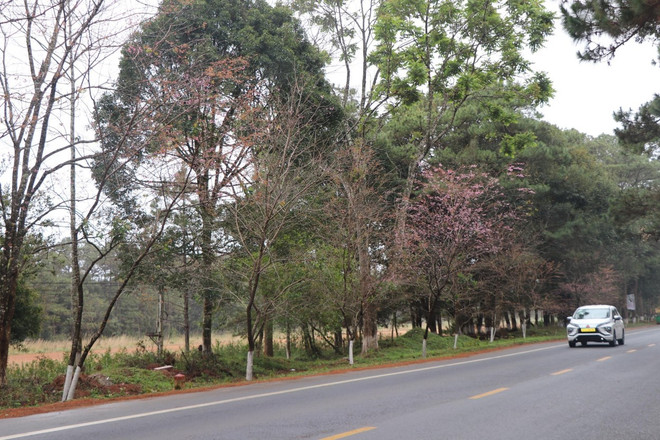 hoa anh dao_thi tran mang den 2.jpg