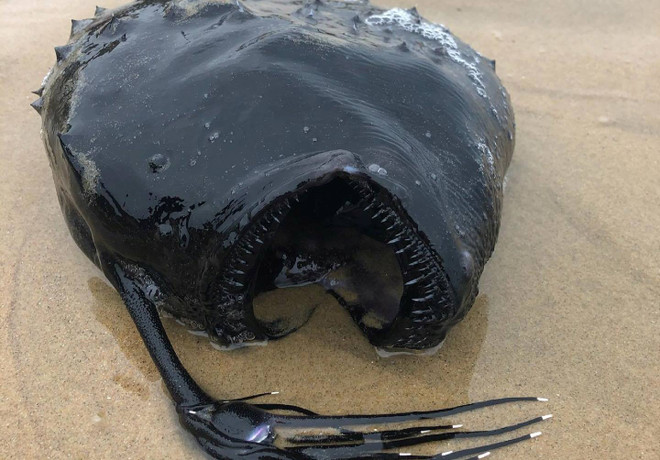 "Thủy quái" với hàm răng kỳ lạ gây sốt khi dạt vào bờ biển California ảnh 1