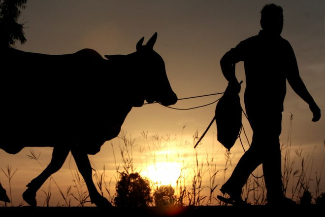 Thái Lan: Người dân tiêm vaccine tại huyện Mae Chaem có cơ hội nhận bò ảnh 1