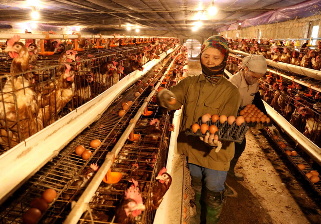 Phòng chống H5N1: Thủ tướng Chính phủ yêu cầu không để dịch chồng dịch ảnh 1