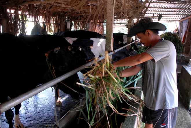 TP. Hồ Chí Minh giảm tới hơn 100.000 hộ nghèo trong hơn 20 năm ảnh 1