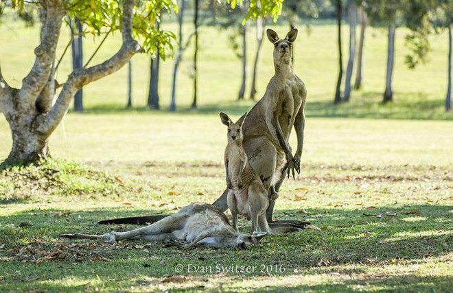 [Photo] Chú chuột túi "ngộ sát" bạn đời trong khi giao phối ảnh 3
