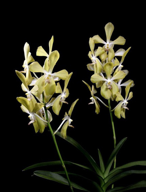 Loài lan đặc biệt được đặt theo tên cố Thủ tướng Lý Quang Diệu ảnh 1