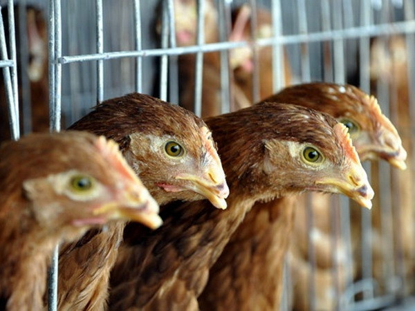 [Video] Cúm gia cầm H5N2 lây lan với tốc độ đáng báo động tại Mỹ ảnh 1