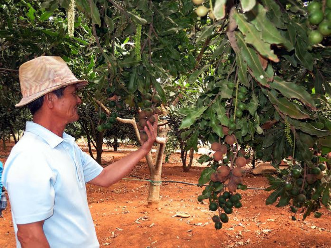 Tín hiệu tốt cho đầu ra hạt mắcca của nông dân Tây Nguyên ảnh 1
