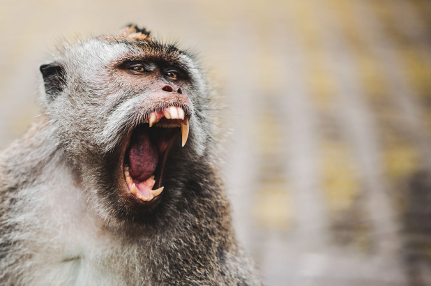 Cấp cứu bé gái 14 tháng tuổi bị khỉ cắn rách đầu, lún sọ ảnh 1