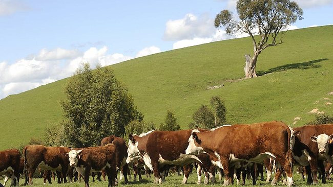 Mở rộng giết mổ, cung cấp thịt bò tươi Australia tại Việt Nam ảnh 1