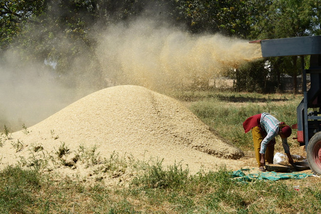 Nga hạn chế xuất khẩu ngũ cốc nhằm hạ giá trong nước ảnh 1