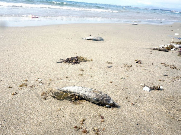 [Video] Cấm chế biến hải sản không an toàn ở 4 tỉnh miền Trung ảnh 1