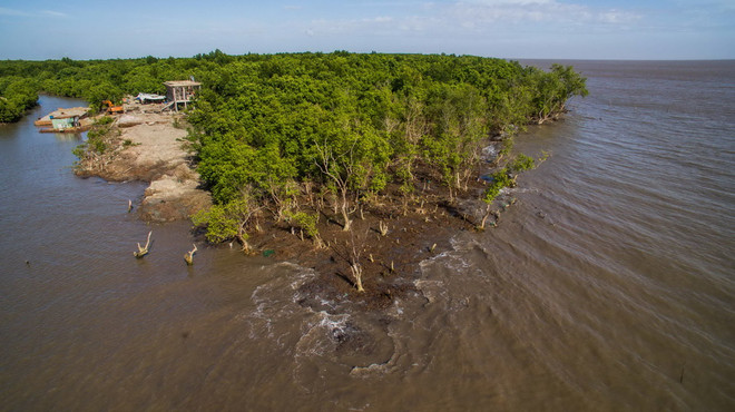 Điều tra các đối tượng hung hãn phá rừng phòng hộ ở Cà Mau ảnh 1