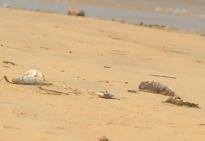 Lấy mẫu tìm nguyên nhân cá chết bất thường ở biển Quảng Bình ảnh 1